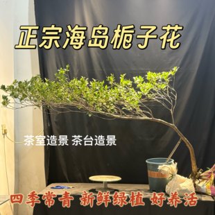 网红海岛栀子花春花老桩茶室内绿植飘枝四季常绿耐阴茶桌庭院造景