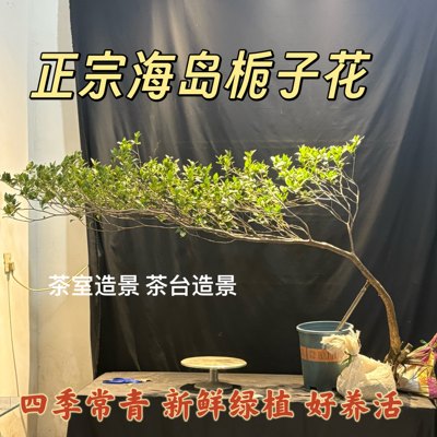 正宗海岛栀子花海岛春花四季常青