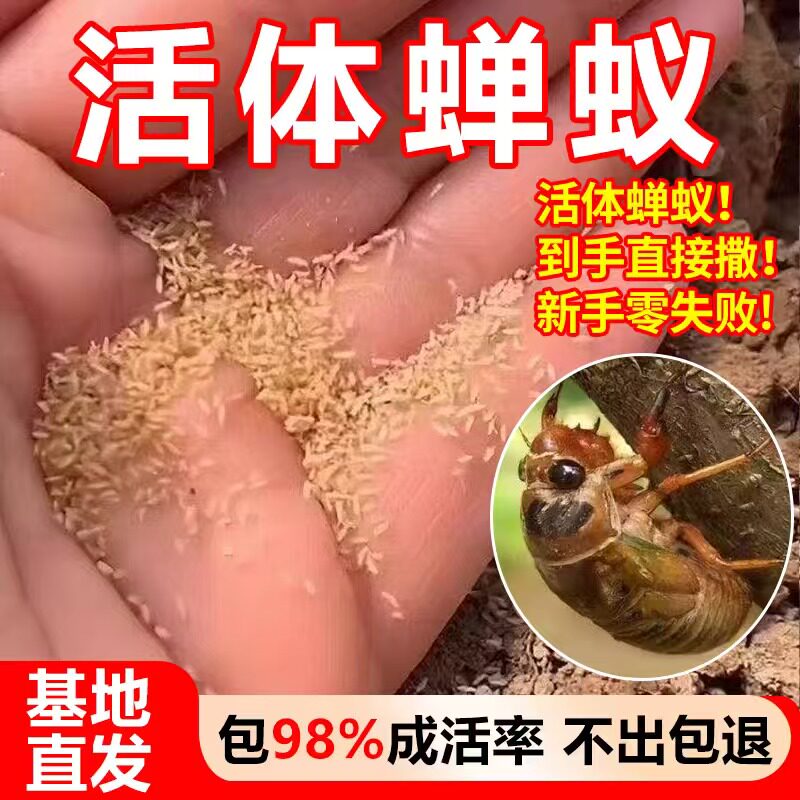 金蝉子幼苗爬叉种卵知了猴种子幼虫活体幼苗养殖地爬杈爬鸣蝉批发
