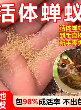 金蝉子幼苗爬叉种卵知了猴种子幼虫活体幼苗养殖地爬杈爬鸣蝉批发