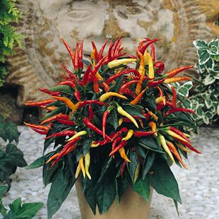 pepper Medusa 盆栽观赏露台种植 美杜莎系列 矮化微型辣椒