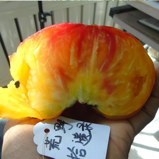 乡巴佬5粒(荒野拾遗录)满29 包邮 家庭园艺种植