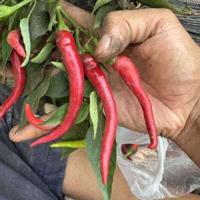 传统调味庭院辣椒盆栽露台种植