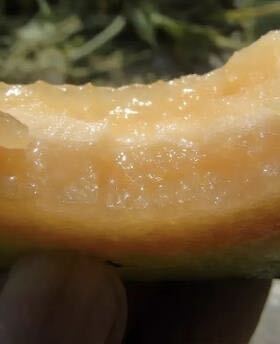 新疆传统伽师瓜（难种植） 脆甜多汁 适合家庭园艺种植