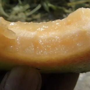 新疆传统伽师瓜（难种植） 脆甜多汁 适合家庭园艺种植