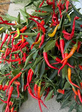 红色矮子辣椒种子适合庭院阳台盆栽调味