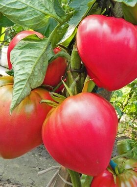 俄罗斯大果老品种番茄 阿巴坎玫瑰5粒 巨型牛心番茄种子 满39包邮