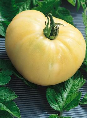 白色奇迹White Wonder Tomato土豆叶品种番茄种子家庭种植庭院