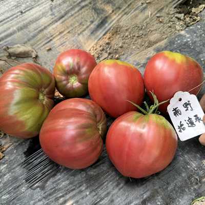 庭院露台切诺基春天夏天