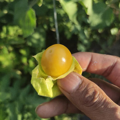 俄罗斯大姑娘种子（10粒）家庭园艺 很高大抗性强 适合庭院种植