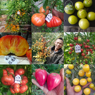 无限生长型大番茄合集 适用于烹饪或生吃庭院地栽露台种植