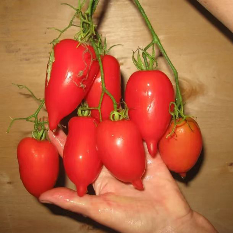 塔兰森科5粒（荒野拾遗录）满29包邮 庭院园艺种植