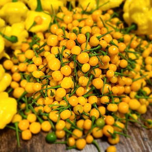 查拉皮塔辣椒种子 迷你果 味超辣 传家宝 盆栽蔬菜可留种