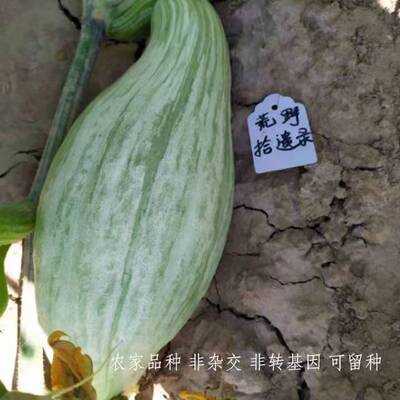 新疆贵族南瓜种子，丑瓜5粒  可食用南瓜 家庭园艺种植
