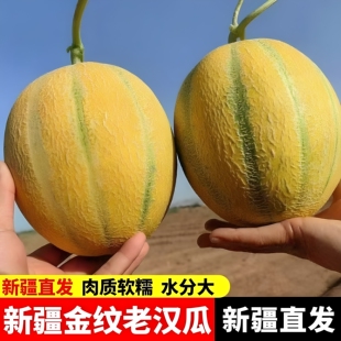 新疆新品种金纹老汉瓜，口感绵软沙甜多汁，瓜地现摘直发