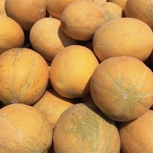 贝雷金甜瓜 10粒 早熟抗病 适合家庭园艺种植