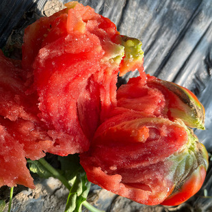 克拉玛依之心3粒（荒野拾遗录）满29包邮