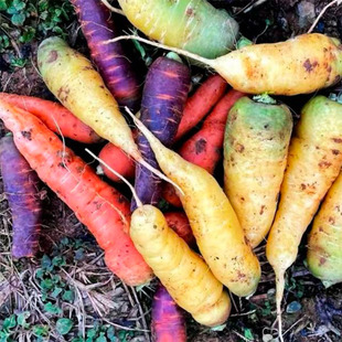 胡萝卜 （荒野拾遗录）满29包邮  庭院种植