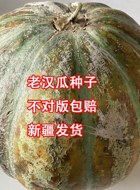 传统老汉瓜品种5粒新疆老汉瓜