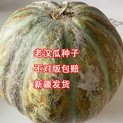 传统老汉瓜品种5粒新疆老汉瓜