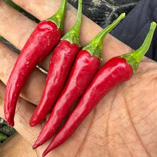 特尔古穆列什辣椒 罗马尼亚传统辣椒Targu Mures辣度接近卡宴辣椒