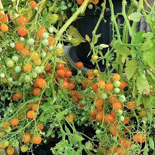 多花型 微莓 番茄种子5粒 小巧可爱清甜可口庭院易种植