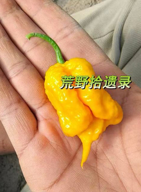 3粒卡莱罗纳死神黄色版盆栽 家庭园艺很辣【难】荒野拾遗录 辣酱