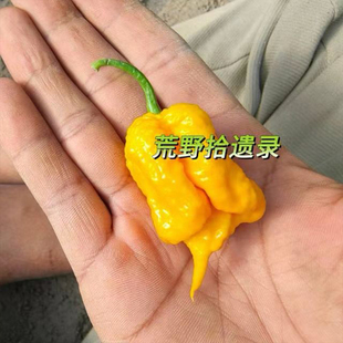 3粒卡莱罗纳死神黄色版盆栽 家庭园艺很辣【难】荒野拾遗录 辣酱