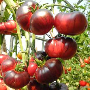 蔚蓝巨人番茄种子5粒 花青素品种浓郁多汁丰富进口传家宝春秋盆栽