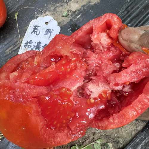 波村奇迹番茄种子荒野拾遗录