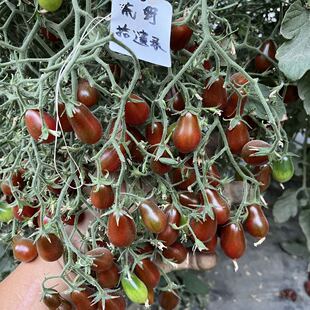 开花机器 童话石榴石 番茄种子5粒多花番茄德国品种家庭园艺