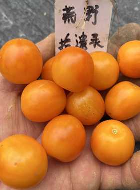夏日金选 Sungold Select 庭院露台种