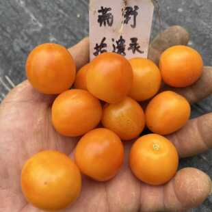 庭院露台种 Select 夏日金选 Sungold