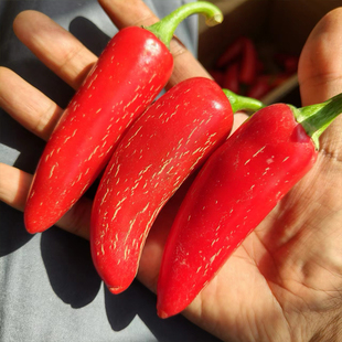 贾尔蒙多辣椒10粒   比较辣