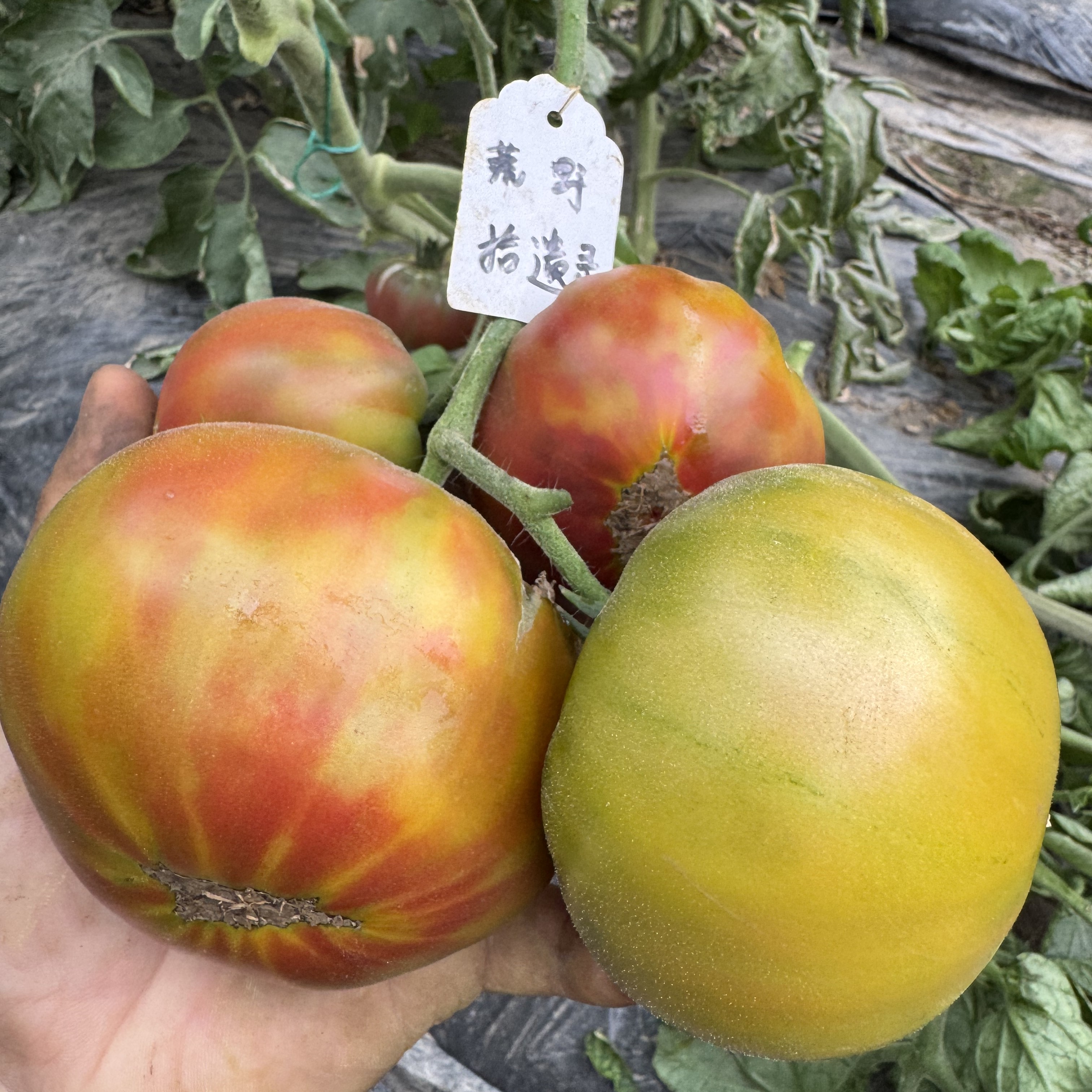 黑菠萝 5粒种子 色彩斑斓的果实番茄味道足园艺种植39包邮