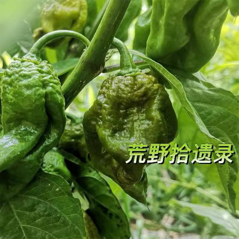 芥末鬼辣椒5粒【混合】露天种植