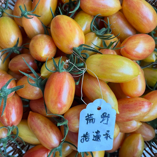 传家宝番茄种子，腮红5粒 可留种子的番茄 家庭种植