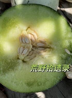 绿茵10粒种子高糖软肉适合西北北方家庭种植蜜瓜哈密瓜