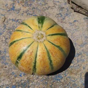 传统蜜瓜种子10粒 其立甘 新疆早熟软肉浓香甜瓜 园艺种植