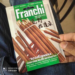西洋牡蛎黑婆罗门参种子 20粒 稀有根菜欧美食材庭院种植