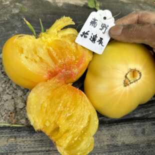 俄罗斯米努辛斯克芒果 Минусинское манго