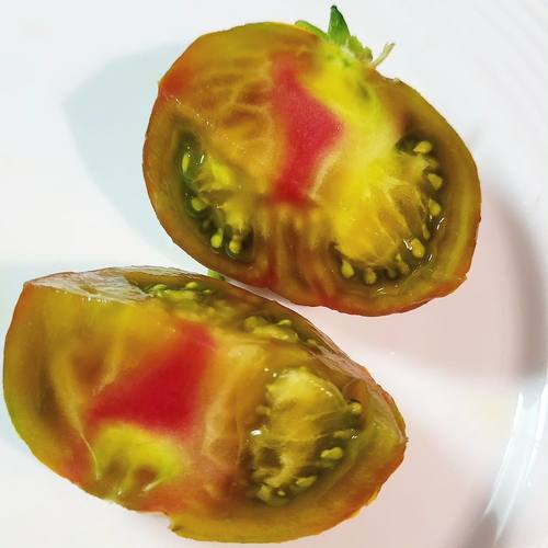 绿肉中果余震3粒 dwarf 矮化型 阳台露台 庭院 家庭园艺种子