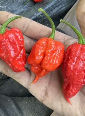 紫色收割辣椒种子辣度高荒野拾遗录满39包邮