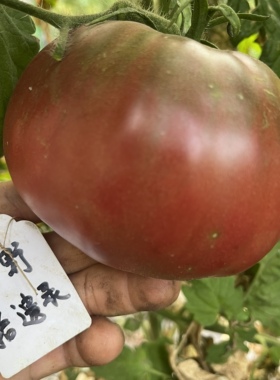【自培】沼泽X 5粒种子家庭园艺庭院种植 暗红色沙瓤大番茄种子