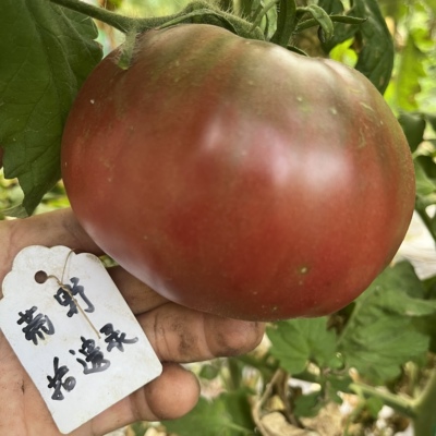【自培】沼泽X 5粒种子家庭园艺庭院种植 暗红色沙瓤大番茄种子