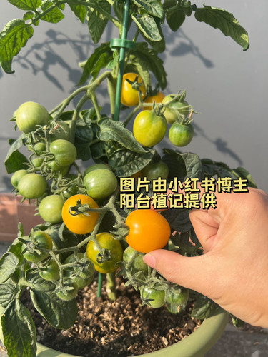 琥珀蜂蜜3粒【矮化型】（荒野拾遗录）满39包邮，适合阳台露台露