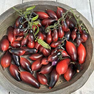 金桔粉红蛋白石3粒 只需要支撑 免修剪番茄