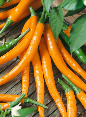 凯利安橙10粒 辣椒黄色 家庭园艺种植 盆栽适合盆栽 易于维护