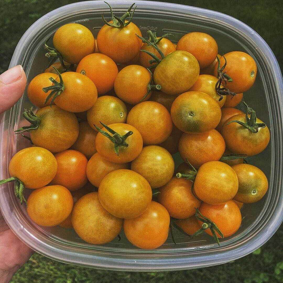 夏日金zui2024年吃到的口感高糖