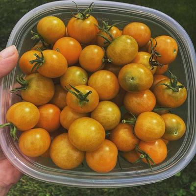 夏日金zui2024年吃到的口感高糖